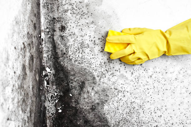 Best Basement Mold Remediation in Intercourse, PA